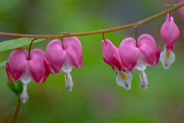 bleeding heart flowers, also known as 'lady in the bath'or lyre flower, photographed in Surrey, UK.  Flowers are perfectly heart shaped.