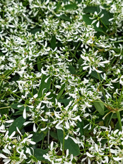 Fototapeta na wymiar close up of diamond frost euphorbia plant in garden
