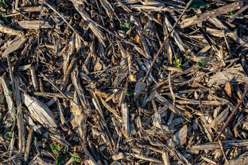 texture of wood chips on the ground