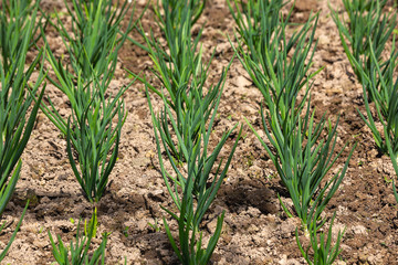 Young green shallots growing in the garden. side view. Rows of green shallots grow on a bed in the garden. food background.