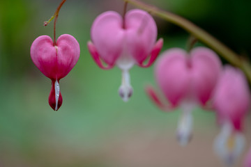 bleeding heart flowers, also known as 'lady in the bath'or lyre flower, photographed in Surrey, UK....