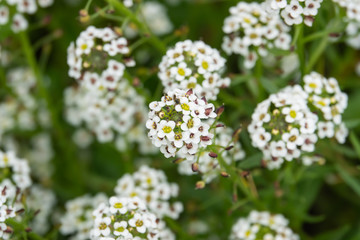 Obraz premium Sweet Alyssum Flowers in Bloom in Springtime