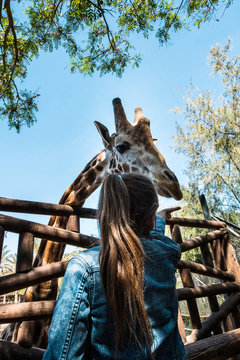 Żyrafa karmiona przez dziewczynkę w zooo