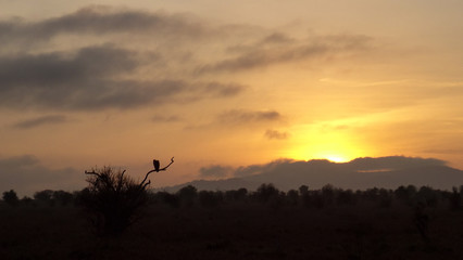 bird in sunrise