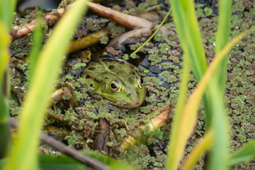 Water Frog in Pond in Springtime