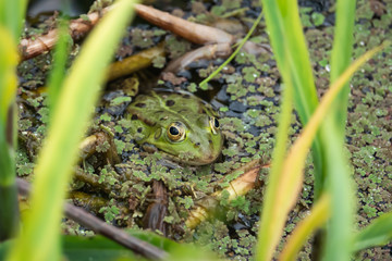 Water Frog in Pond in Springtime