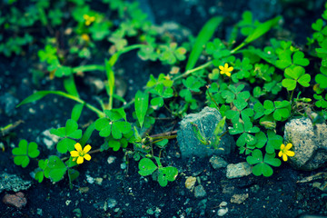 Little yellow flowers in forest