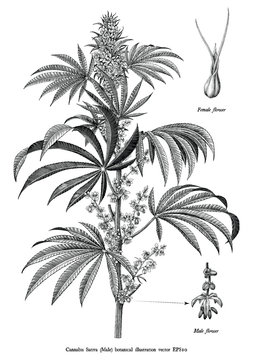 Cannabis sativa male tree botanical vintage engraving illustration black and white clip art isolated on white background