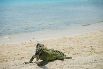Green Iguana walking at the beach
