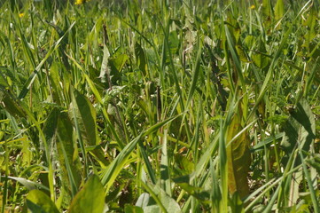 Green grass close up.