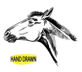 Horse's head. Drawing by hand in vintage style. A young horse with a beautiful mane.