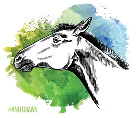 Horse's head. Drawing by hand in vintage style. A young horse with a beautiful mane.