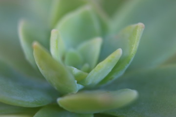 gros plan de fleur grasse