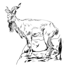 Horned goat. Mountain goat. Professional drawing in vintage style. Freehand drawing. Drawing with ink, drawing with a pen.