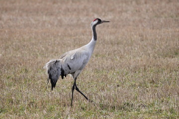A common crane walking on a field