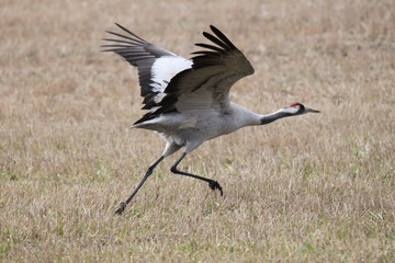 Fototapeta premium A common crane running on a field