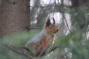 A squirell in a tree 