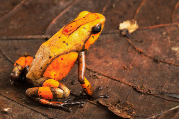 Orange poison dart frog Oophaga histrionica from the tropical rain forest of Colombia. A poisonous...