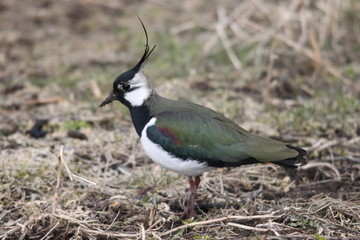 A northern lapwing