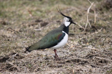 A northern lapwing