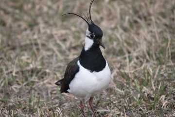 A northern lapwing