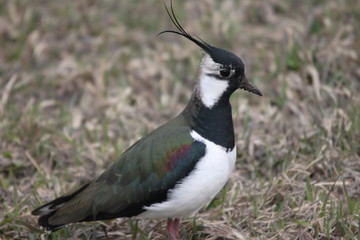 A northern lapwing
