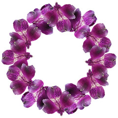 Fototapeta na wymiar Beautiful floral circle of purple Alstroemeria. Isolated