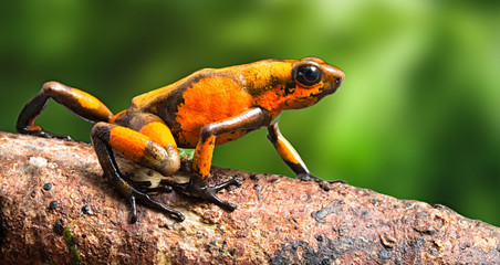 poison dart frog Oophaga histrionica crawling in  the tropical rain forest of Colombia. A poisonous small jungle animal.