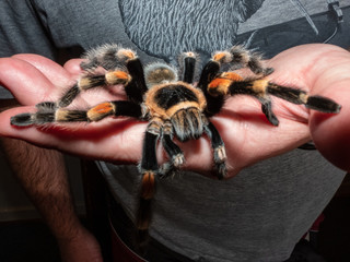 Mexican Red-Knee Tarantula (Brachypema hamorii)
