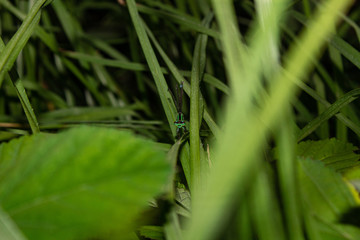 green zygoptera