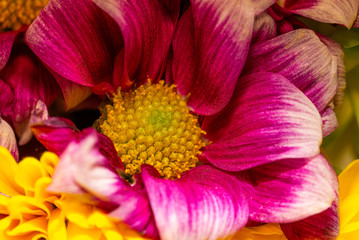 Close-up photo of nice flower bloom with yellow center and red leaves