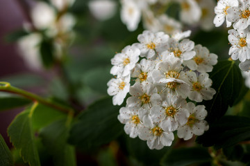 Obraz na płótnie Canvas Beautiful white flowering shrub Spirea aguta. Brides wreath