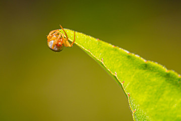Cute small spider with colorful body on a green leaf