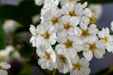 Beautiful white flowering shrub Spirea aguta. Brides wreath