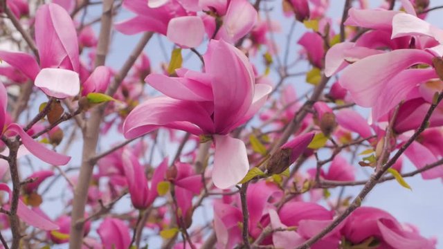 Close up of magnolia tree with pink flowers against sky