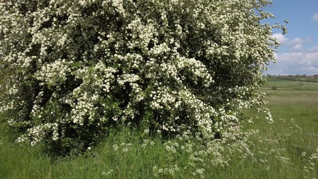 Pan across the flowers of a common Hawthorn Crataegus monogyna in full springtime blossom in Rutland England UK.