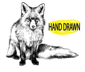 Fox. Professional drawing in vintage style. Cute fluffy fox. Arctic fox in winter coat. Freehand drawing. Ink drawing, drawing pen. 