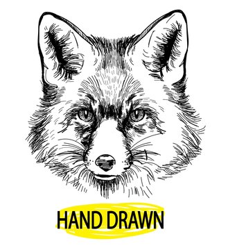 Fox. Professional drawing in vintage style. Cute fluffy fox. Arctic fox in winter coat. Freehand drawing. Ink drawing, drawing pen. 