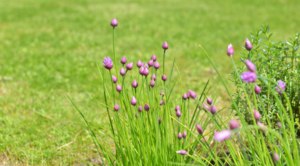 buds of chives on green grass background