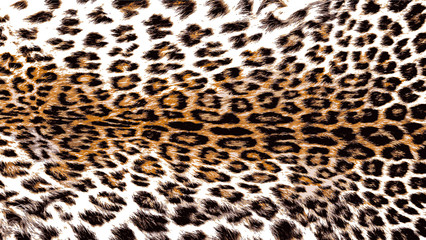 Illustration Art of Leopard Panther (Panthera Pardus Linnaeus ) Skin / Pelt for Background, Backdrop or Wallpaper.