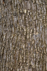 light brown wood bark background