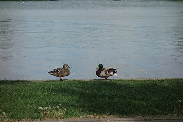 Pair of female and male ducks on lake shore in park