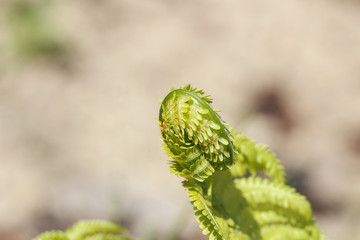 A green fern unfolds its leaves with a selective focus. Macro shooting.