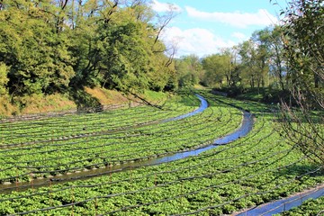 大王わさび農場 安曇野