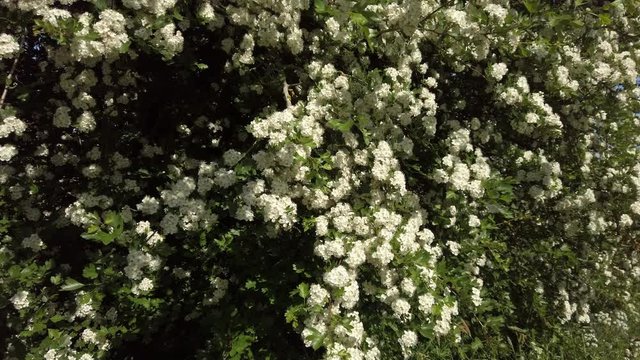 Pan across the flowers of a common Hawthorn Crataegus monogyna in full springtime blossom in Rutland England UK.