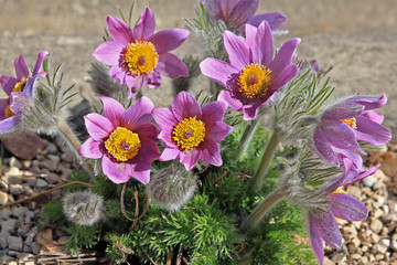 Pulsatilla patens flowers