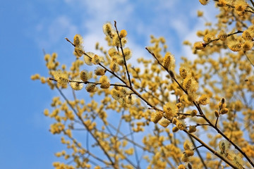 Flowering willow