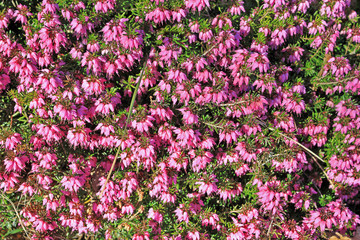 Calluna vulgaris, known as common heather, ling, or simply heather