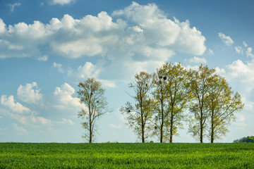 Fototapeta na wymiar Trees growing on a green field of grain and clouds on a blue sky