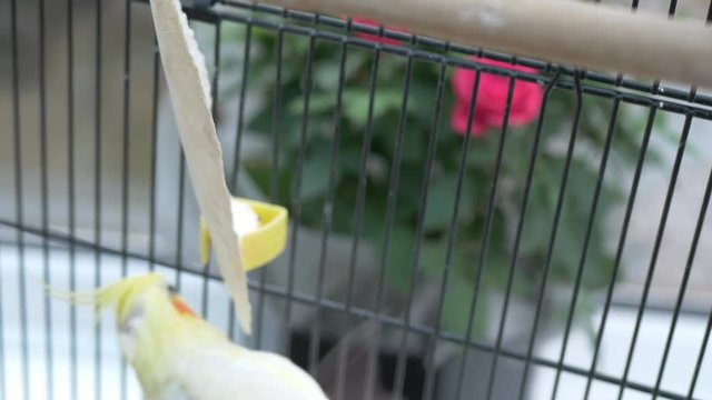 Bald Cockatiel in a cage